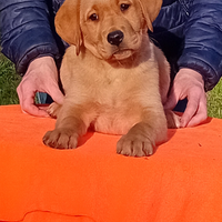 Cuccioli di labrador