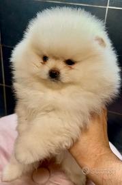 Pomerania Spitz Toy nano