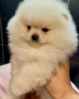 Pomerania Spitz Toy nano