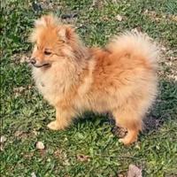 Volpino Rosso cucciolo