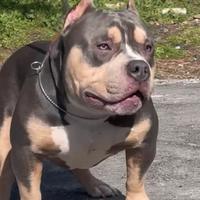 Top American Bully Pocket