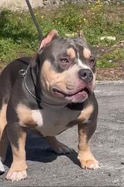 Top American Bully Pocket