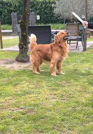 Golden retriever americano maschio accoppiamento