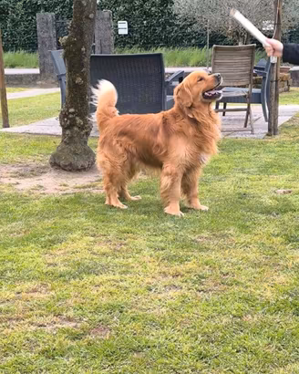Golden retriever americano maschio accoppiamento