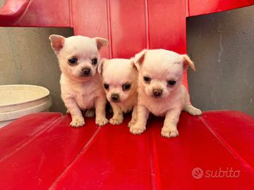 Chihuahua