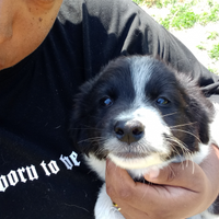 Border collie