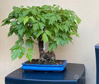 Bonsai di Acero Americano 1993