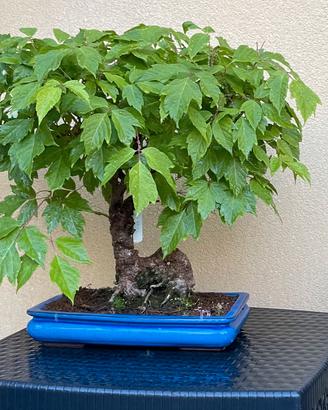 Bonsai di Acero Americano 1993