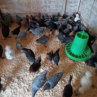 Galli Amrock e Marans