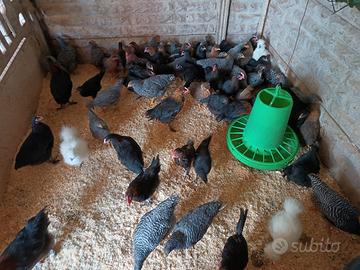 Galli Amrock e Marans