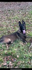 Pastore belga malinois