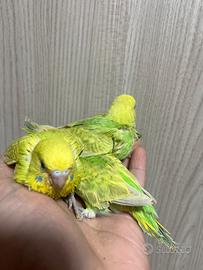 Cocorite allevate a mano