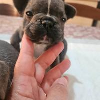 Bulldog francese petto bianco