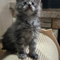 Maine Coon