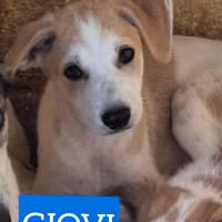 Cuccioli 5 mesi taglia media