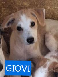 Cuccioli 5 mesi taglia media