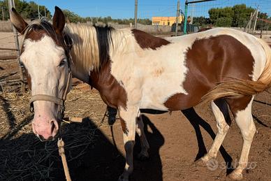 Paint horse