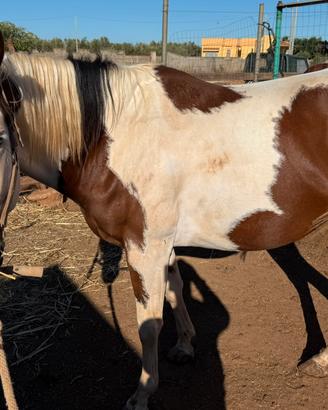 Paint horse