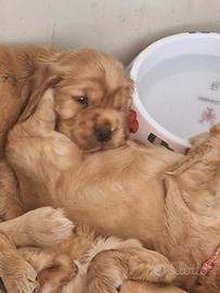 Cocker spaniel inglese fulvi