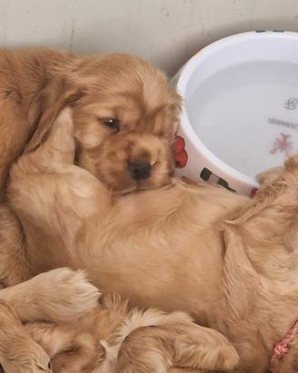 Cocker spaniel inglese fulvi