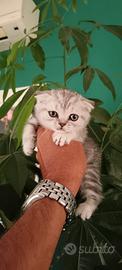 Cuccioli di gattini scottish straight e fold