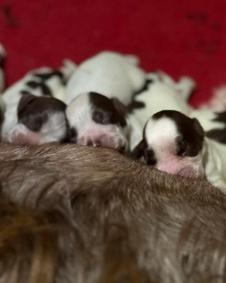 Cocker Spaniel Inglese