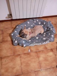 Bulldog francese