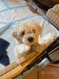 Maltipoo (mamma barboncino, papà maltese)