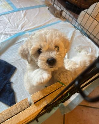 Maltipoo (mamma barboncino, papà maltese)