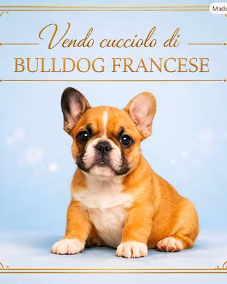 Bulldog francese