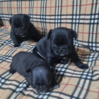 Bouldogue francese