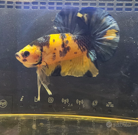 Yellow candy pk (super)