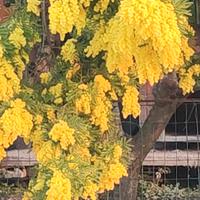 Mimose