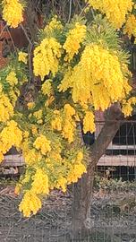Mimose