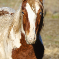 Cavallo puledro Paint occhi azzurri per tutti