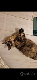 Mamma e cucciolo