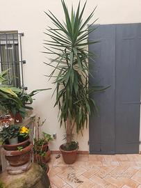 Albero yucca