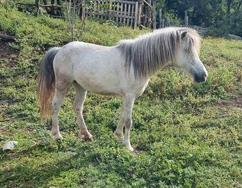 Pony femmina (2021)
