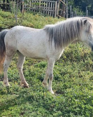 Pony femmina (2021)