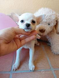 Chihuahua mini toy
