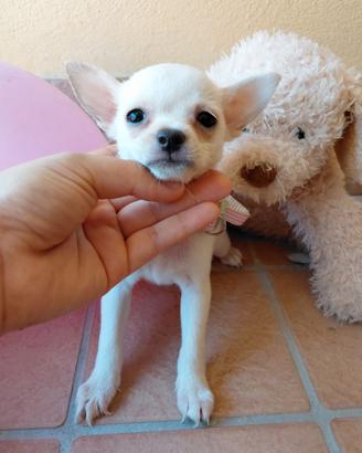 Chihuahua mini toy