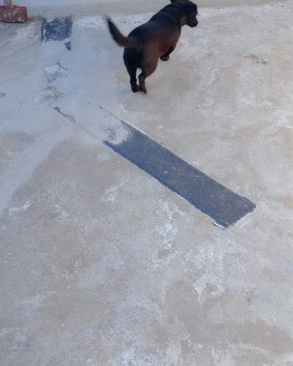 Animali franc