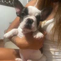 Bulldog francese