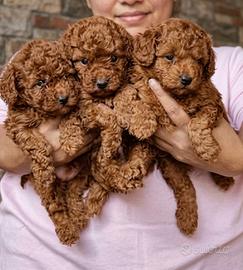 Barboncino toy- Barboncini toy ITALIANI