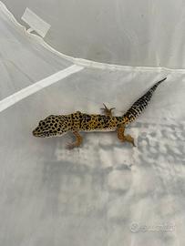 Geco leopardino
