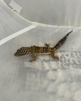Geco leopardino