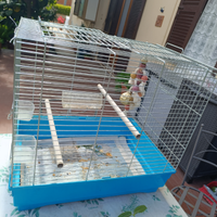 Gabbia uccellini calopsite o inseparabili