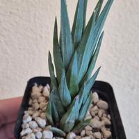 piante grasse cactus