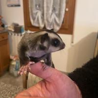 Petauro dello zucchero