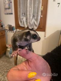 Petauro dello zucchero